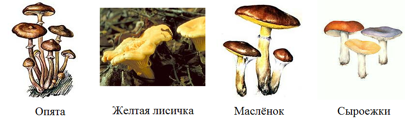 Несъедобные и ядовитые грибы
